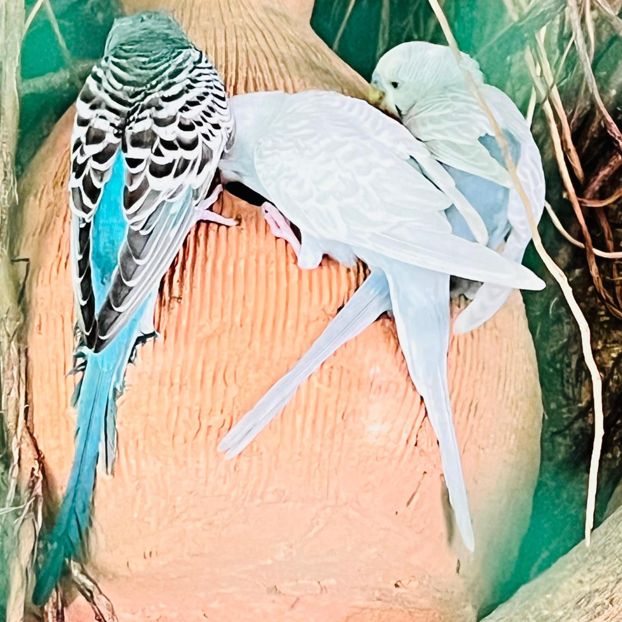 Sasvi Cabana Trincomalee Eksteriør bilde